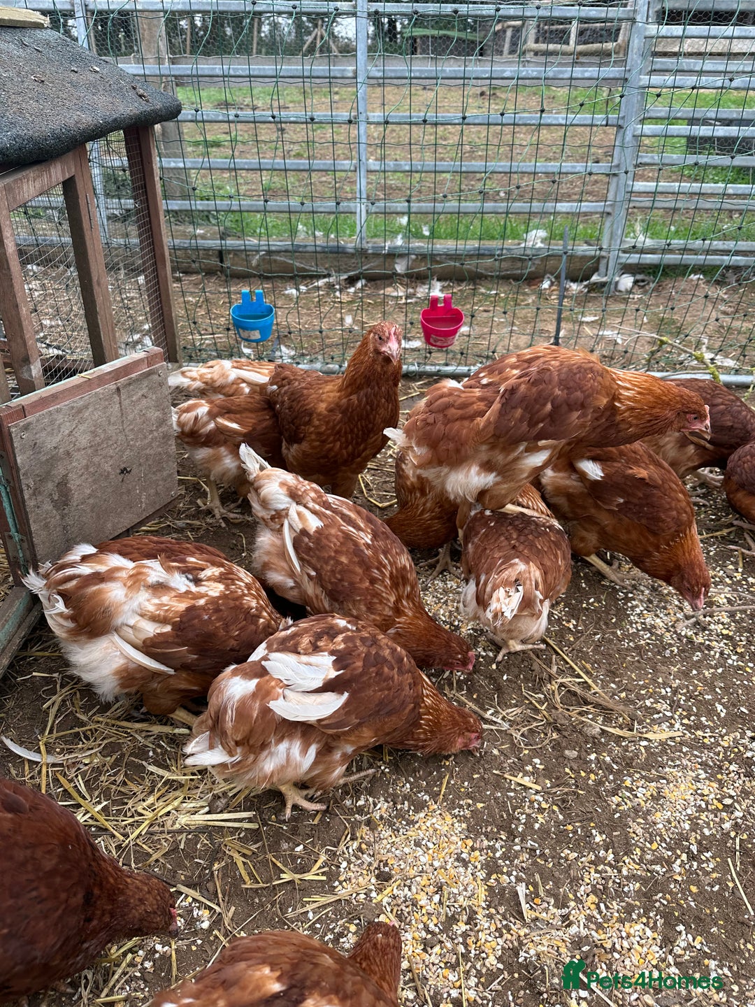 Chickens poultry for sale: Road island reds, buffs & hybrids 18 weeks old  - Image 1