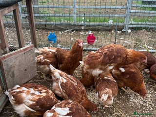 Chickens poultry - Advert 30