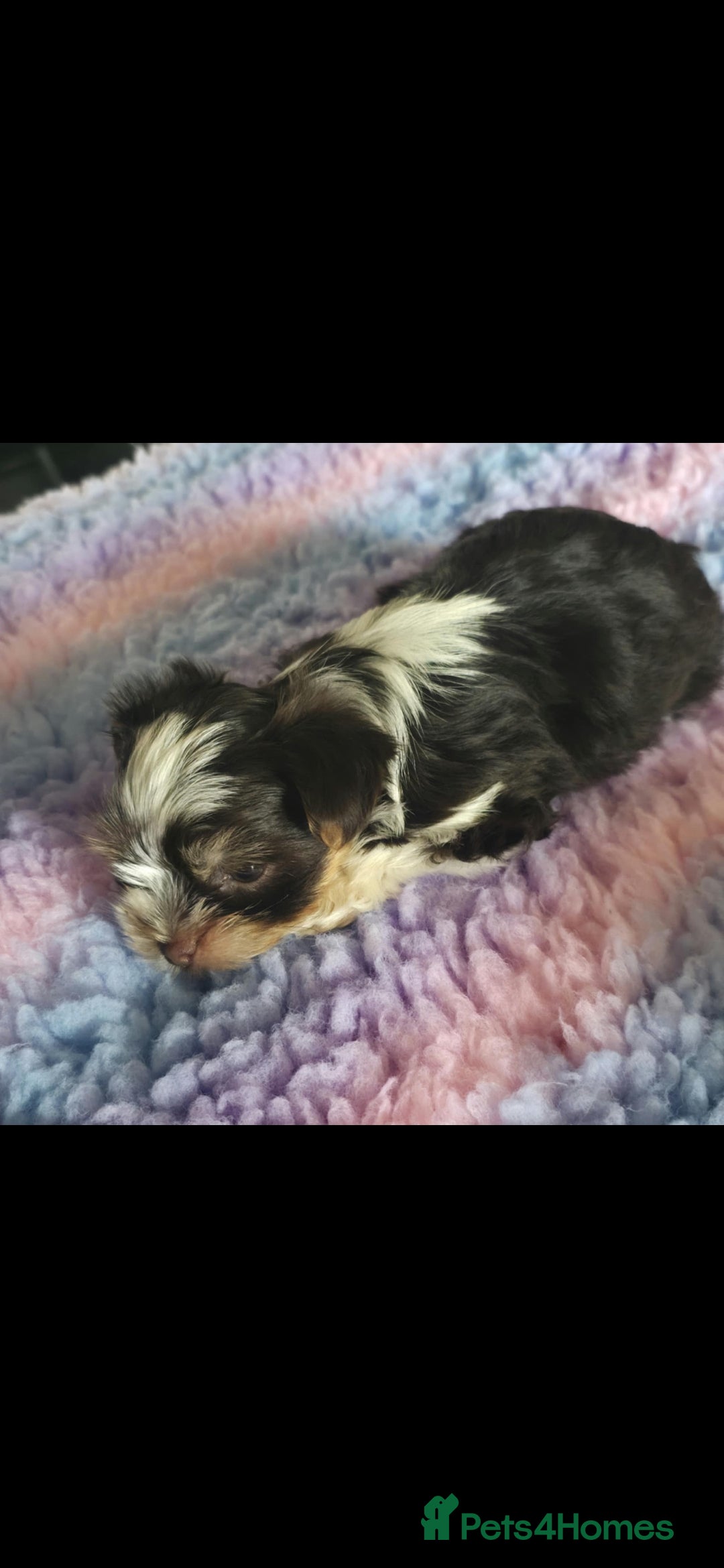 Biewer Terrier dogs for sale: Yorkshire  Biewer biro terrier puppies  - Image 6