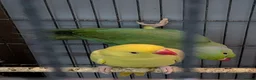 Ringnecks birds for sale: Ringneck Breeding Pair Available | DNA Tested  in Welshpool - Advert 4