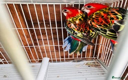 Ringnecks birds for sale: Stunning rare Ringnecks for sale  - Image 13