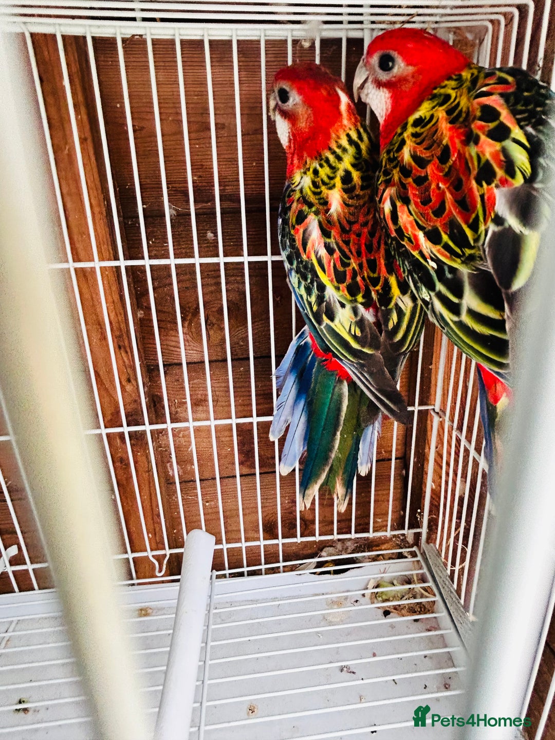 Ringnecks birds for sale: Stunning rare Ringnecks for sale  - Image 13