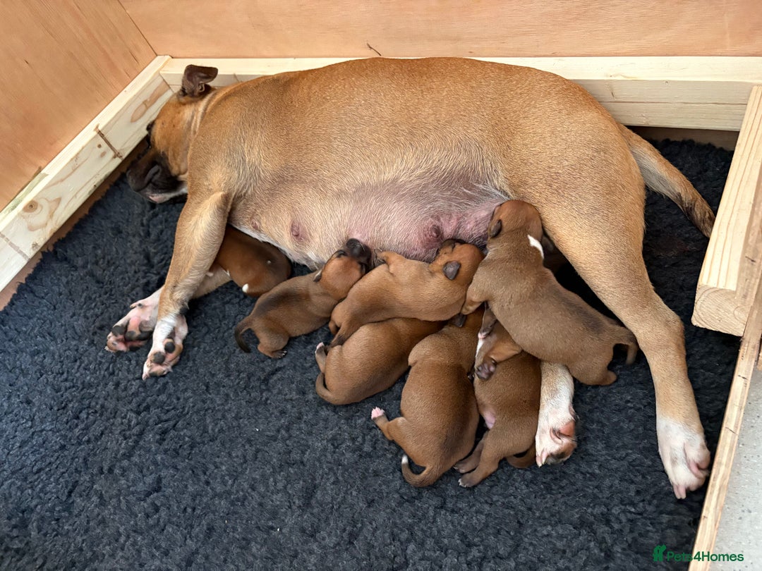 Staffordshire Bull Terrier dogs for sale: Stunning red staffie puppy - Image 5