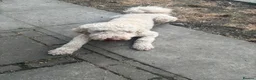 Standard Poodle dogs for sale: Standard poodle  - Advert 3