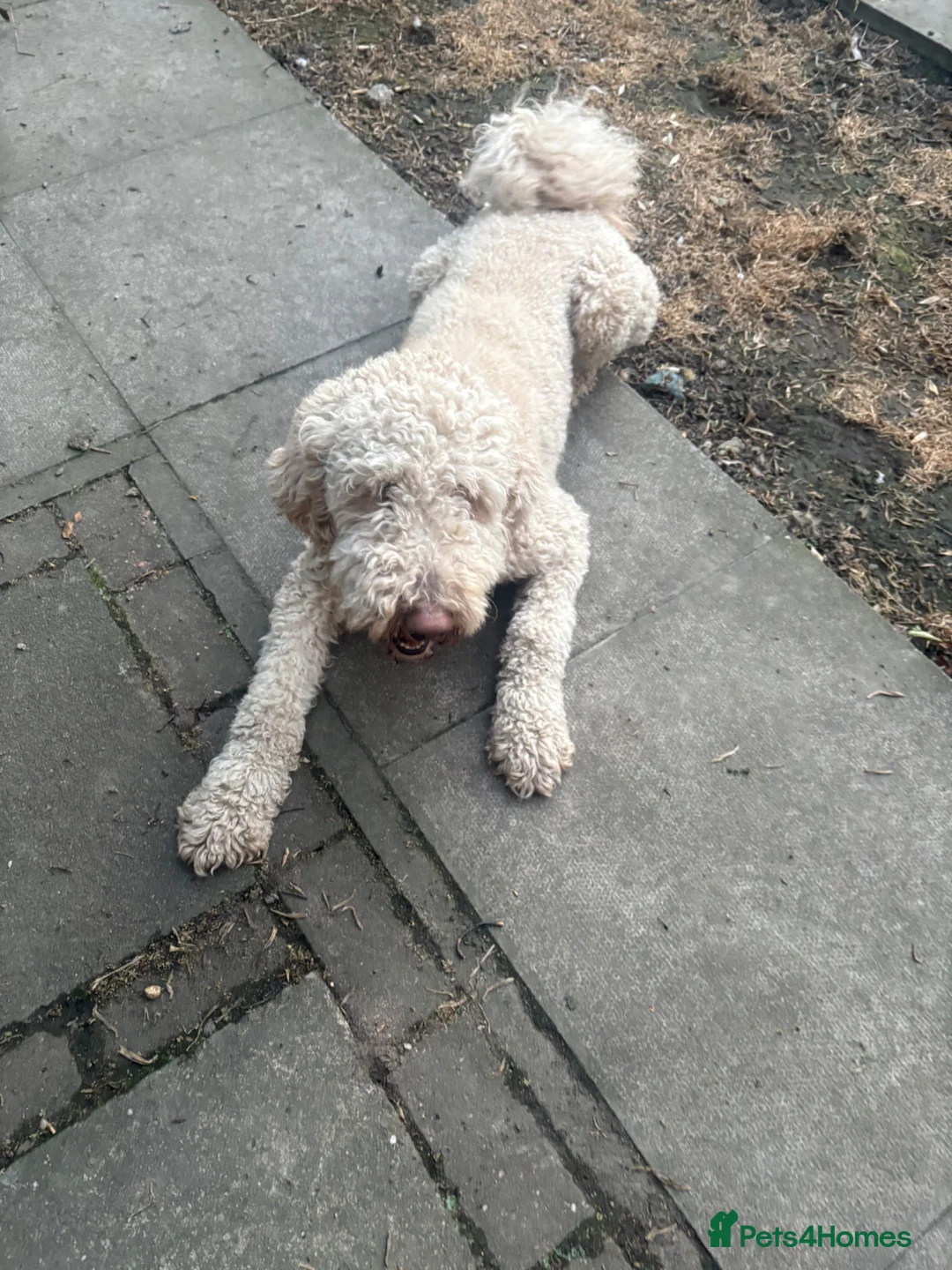 Standard Poodle dogs for sale: Standard poodle  - Advert 3