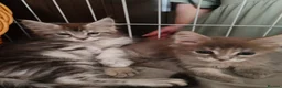 Maine Coon cats for sale: Russian bloodline Maine coon kittens in Leeds - Advert 10