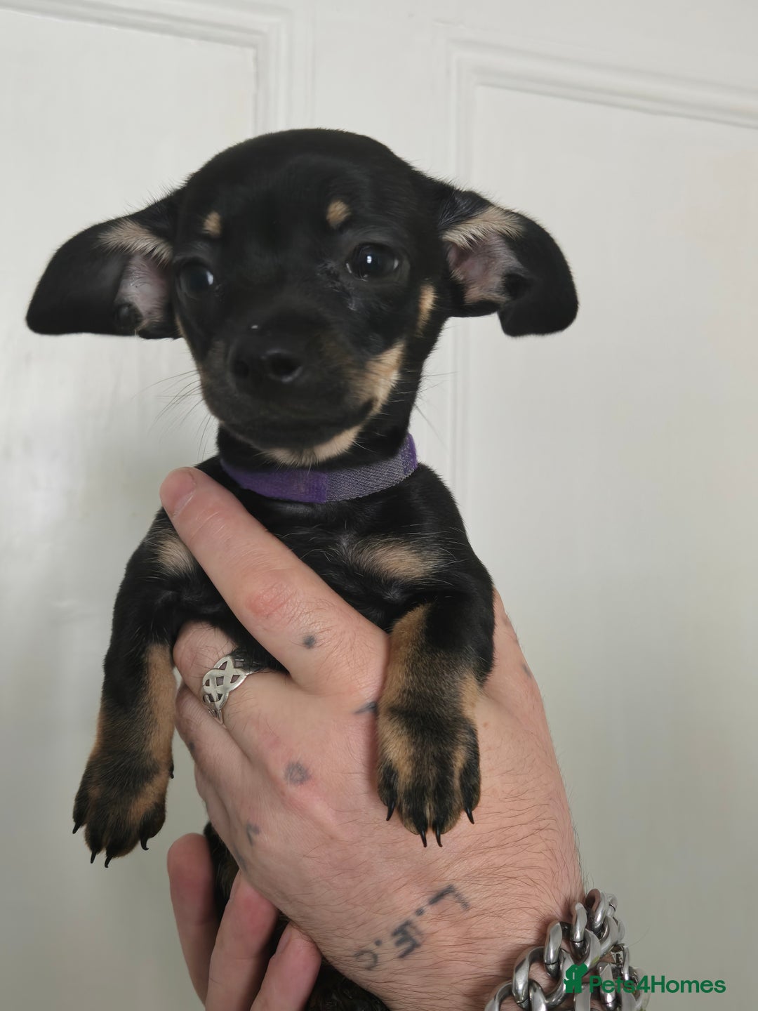 Mixed Breed dogs for sale: 5 beautiful Chiweenie puppies for Sale  - Image 17