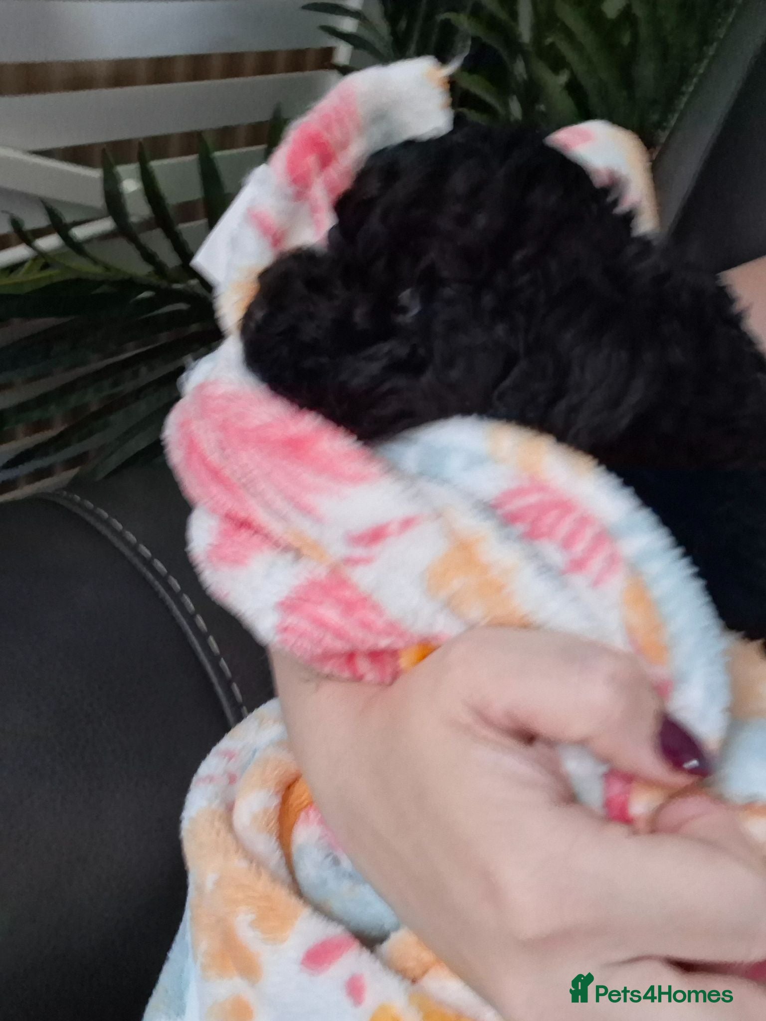 Miniature Poodle dogs Miniature poodle puppies  - Advert 6