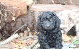 Australian Labradoodle dogs for sale: Health Tested ✔️ BOTH✔️ Parents HIP& ELBOW scored - Image 7