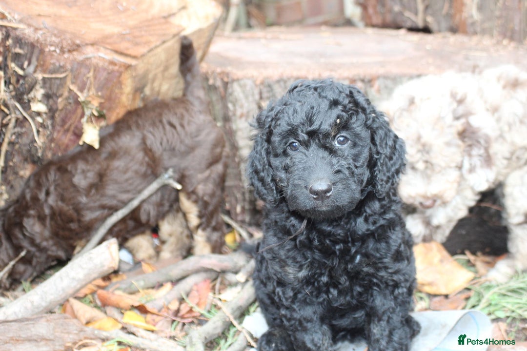 Australian Labradoodle dogs for sale: Health Tested ✔️ BOTH✔️ Parents HIP& ELBOW scored - Image 7