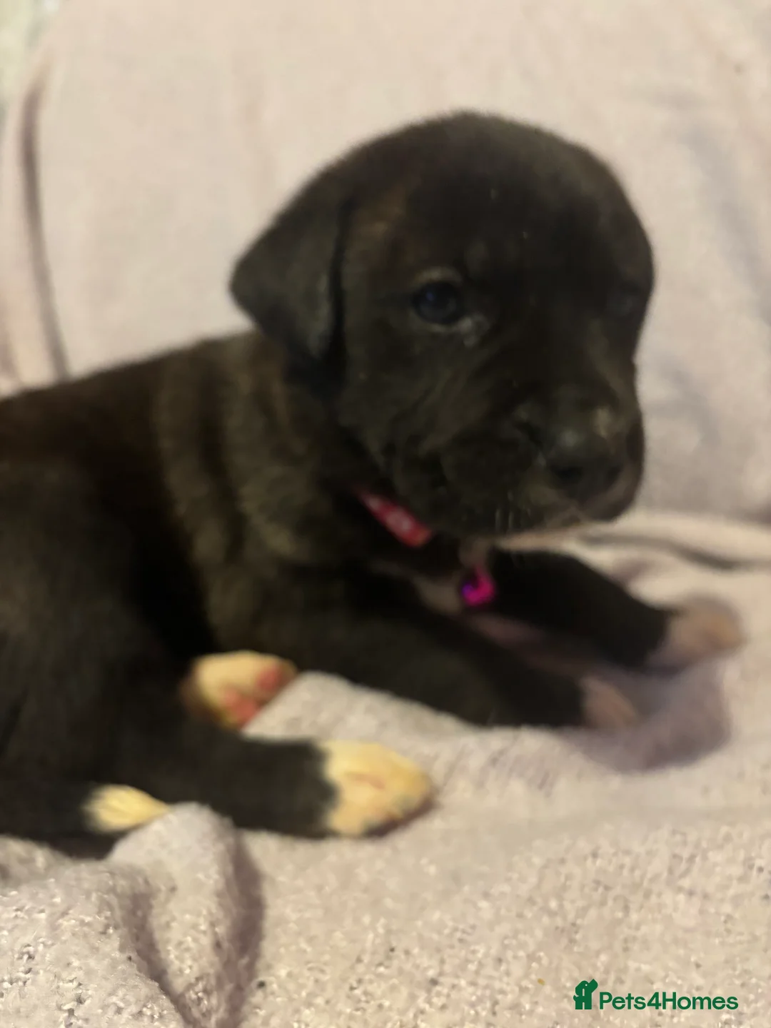 Mixed Breed dogs for sale: 10 beautiful puppies canecorso X huskyakita - Advert 2