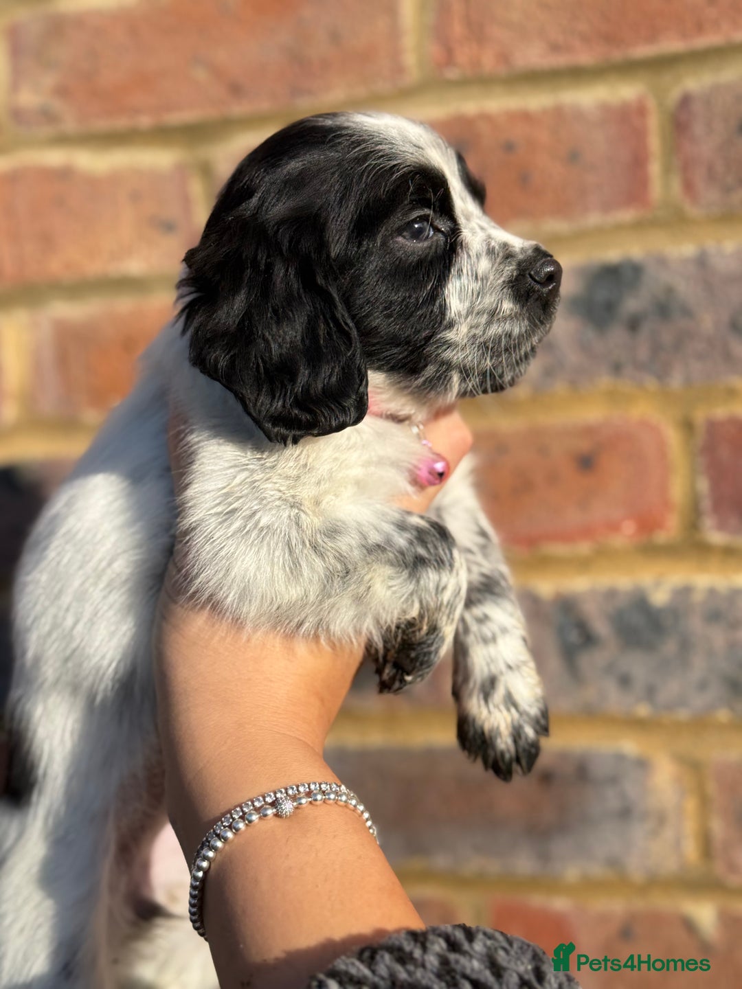 Sprocker dogs for sale: 6 Beautiful puppies  - Advert 13
