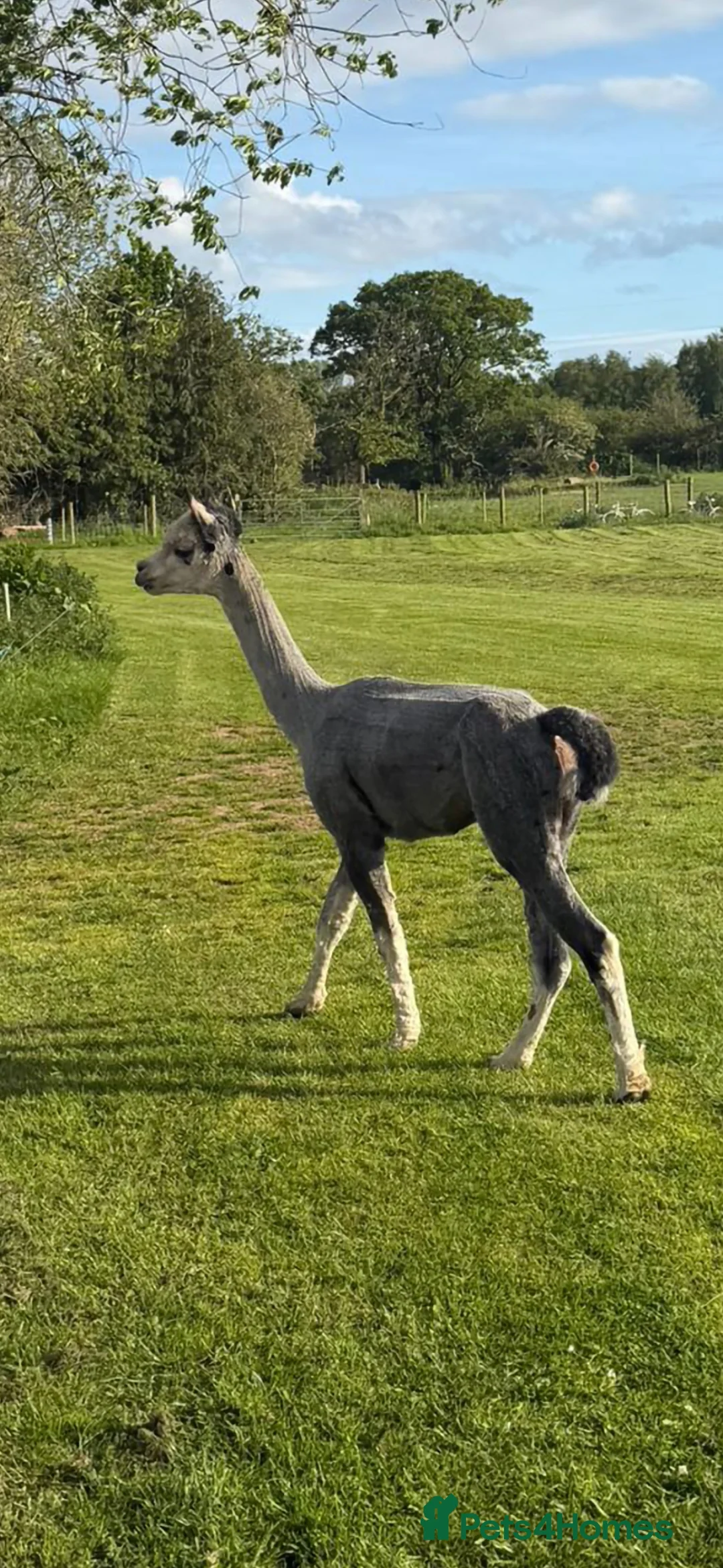 Alpaca livestock for sale: Stud Alpaca for sale - Advert 2