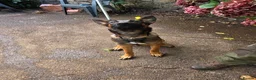 Mixed Breed dogs for sale: AstridGSDxMali - Advert 5
