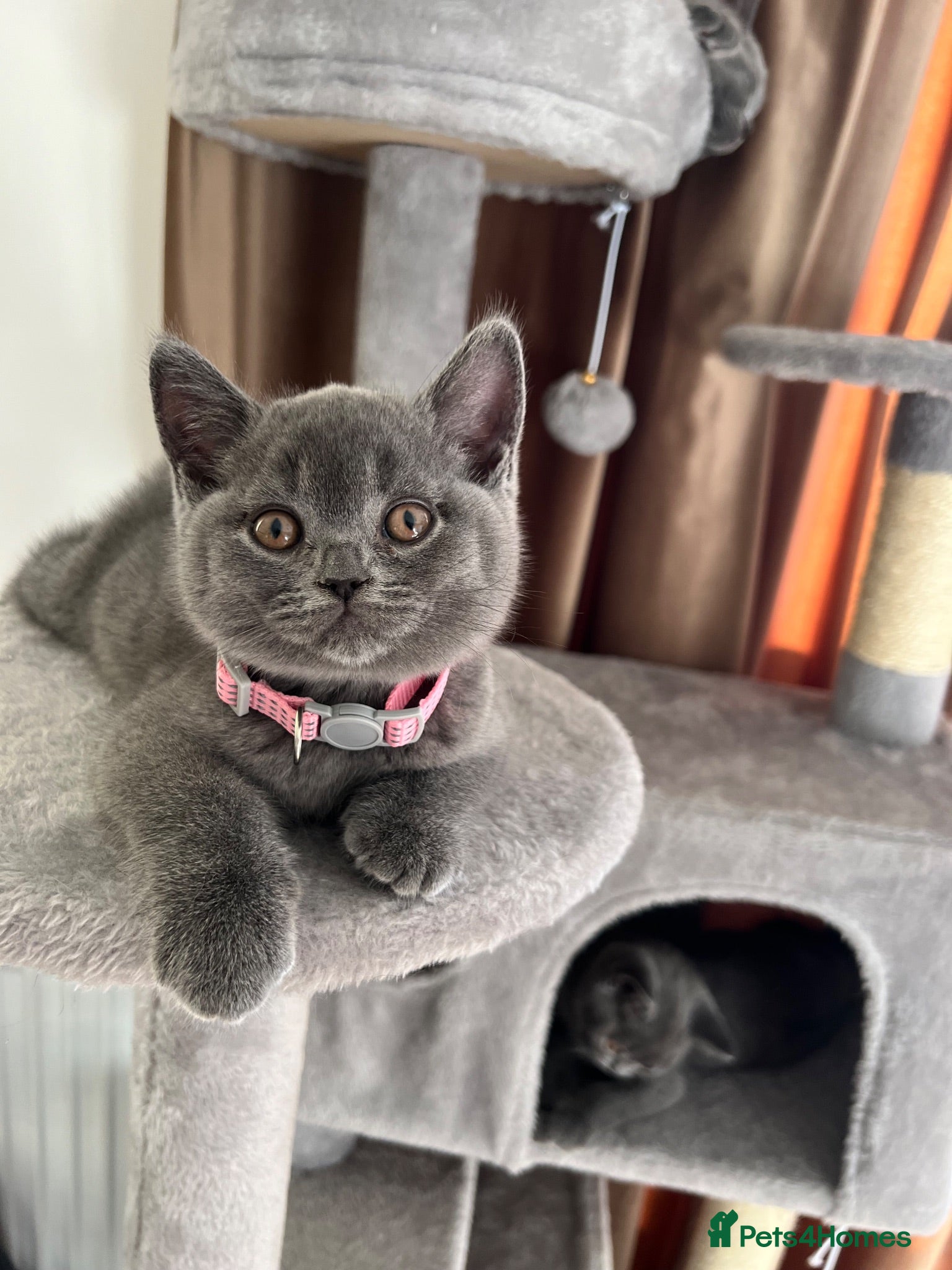 British Shorthair cats Beautiful British Shorthair Kittens - Advert 8