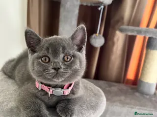 British Shorthair cats Beautiful British Shorthair Kittens - Advert 8