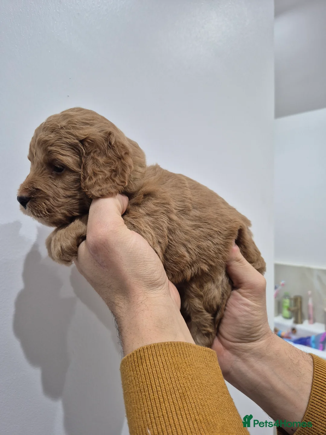 Cockapoo dogs for sale: Last boy remaining. F1B red cockapoo puppies - Advert 25