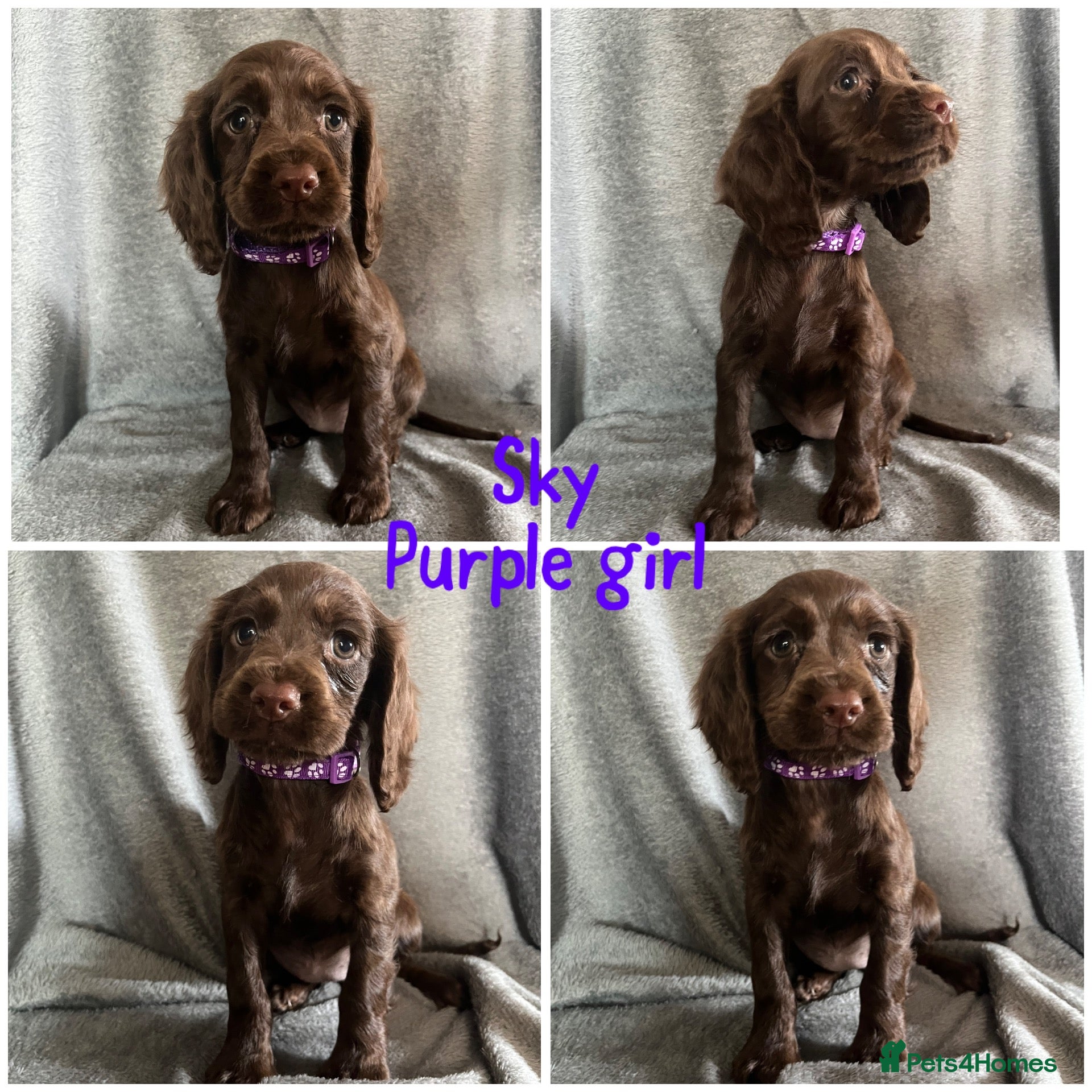 Cocker Spaniel dogs Cocker spaniel ready now  - Advert 16