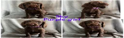 Cocker Spaniel dogs for sale: Cocker spaniel puppies - Advert 5
