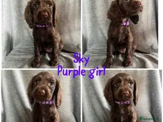 Cocker Spaniel dogs Cocker spaniel ready now - Advert 16