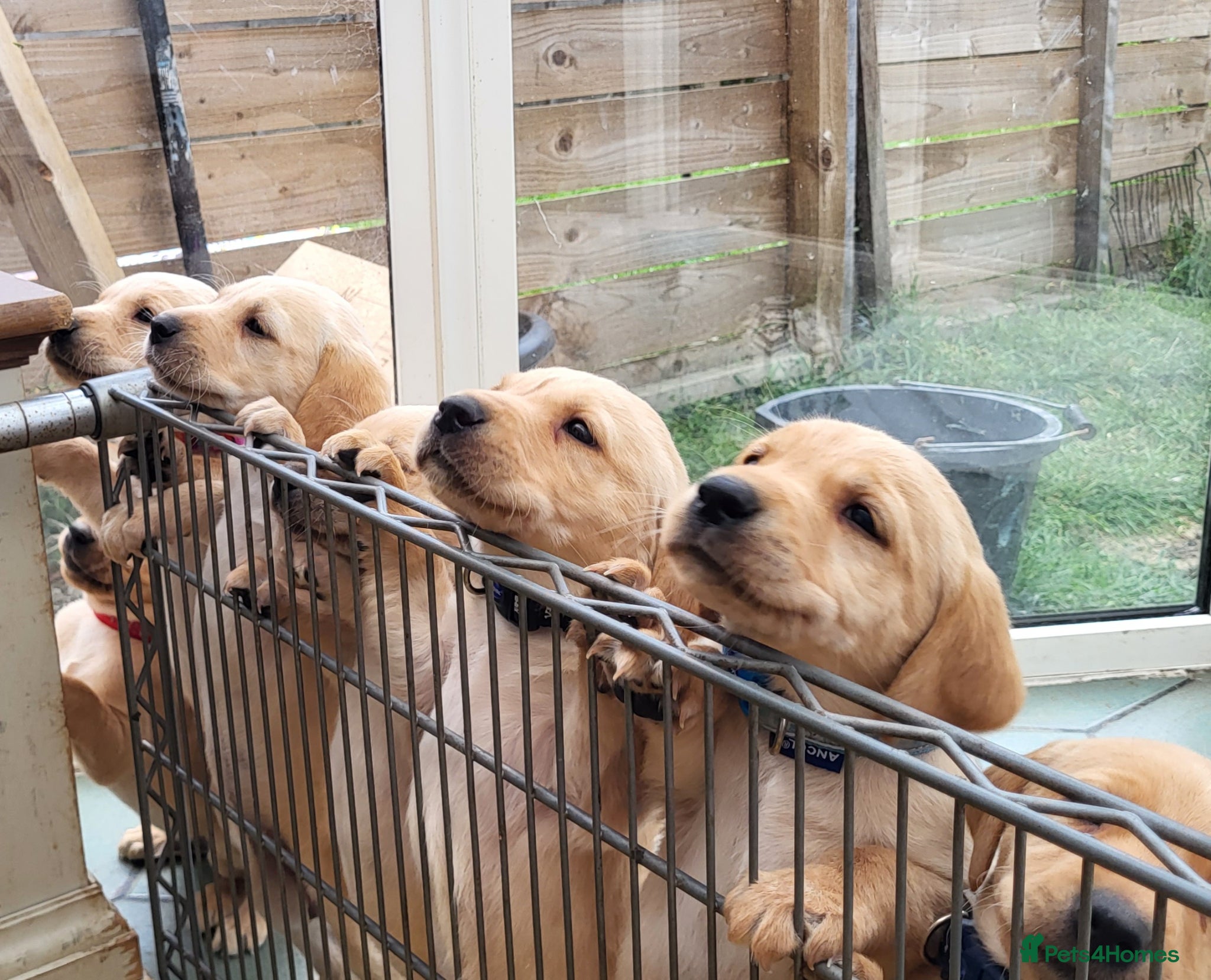 Labrador Retriever dogs Beautifull and Fit golden retrievier labrador pups - Advert 13