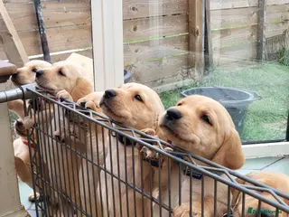 Labrador Retriever dogs Beautifull and Fit golden retrievier labrador pups - Advert 13