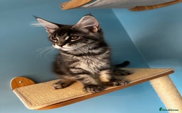 Maine Coon cats for sale: GCCF Registered Maine Coon Kittens *2 left* - Image 13