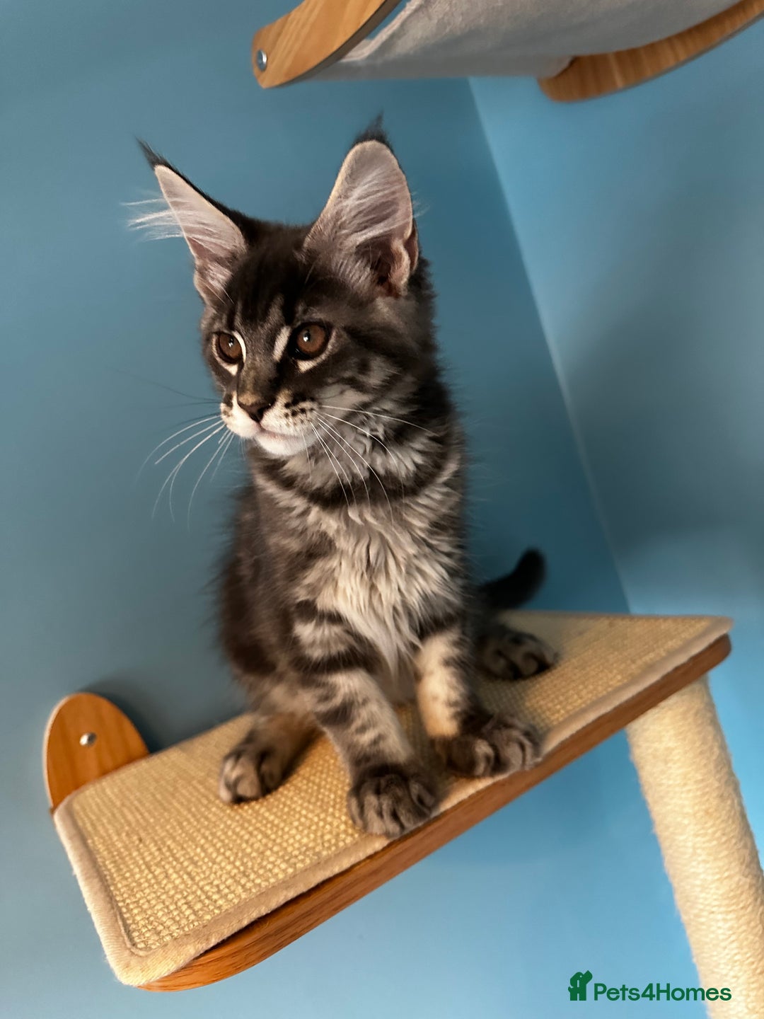 Maine Coon cats for sale: GCCF Registered Maine Coon Kittens *2 left* - Image 13
