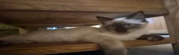 Ragdoll cats for sale: 1 gorgeous fluffy male ragdoll kittens - Advert 22