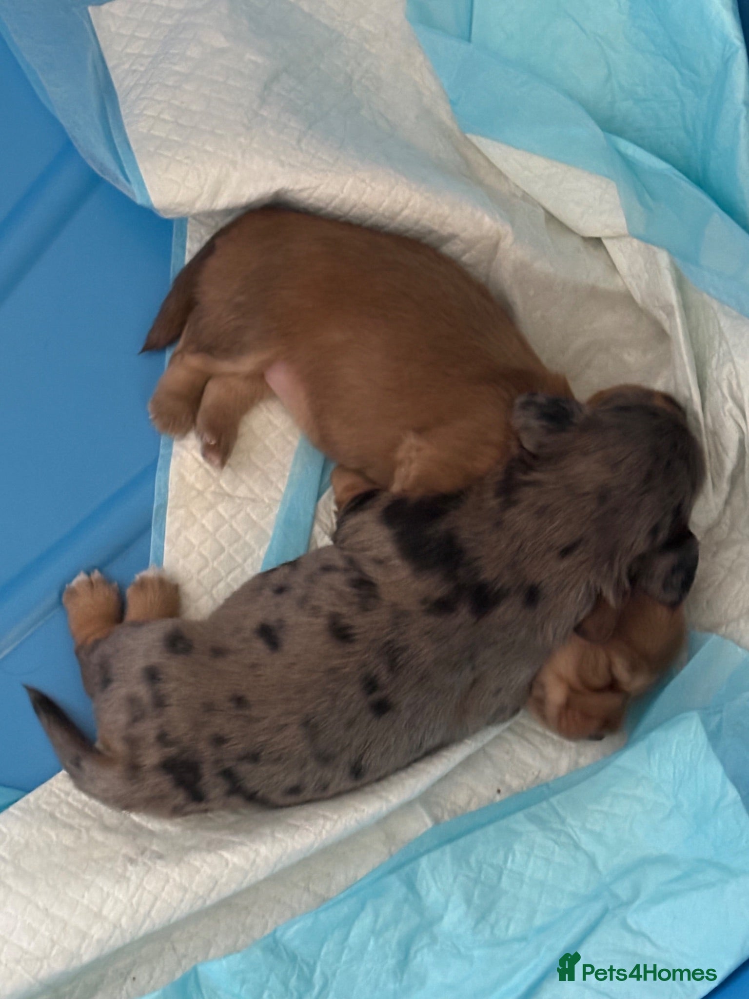 Dachshund dogs 2x Long haired dachshunds - Advert 2
