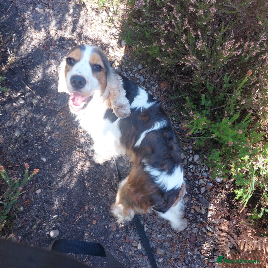 Cockapoo dogs for sale: Beautiful Cockapoos  - Advert 1