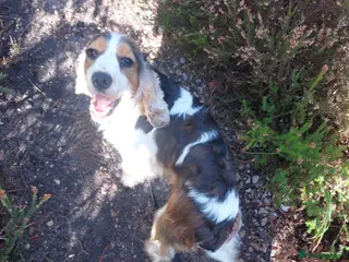 Cockapoo dogs Beautiful Cockapoos - Advert 1