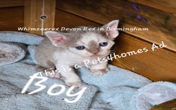 Devon Rex cats for sale: Cutest Devon Rex  - Image 2