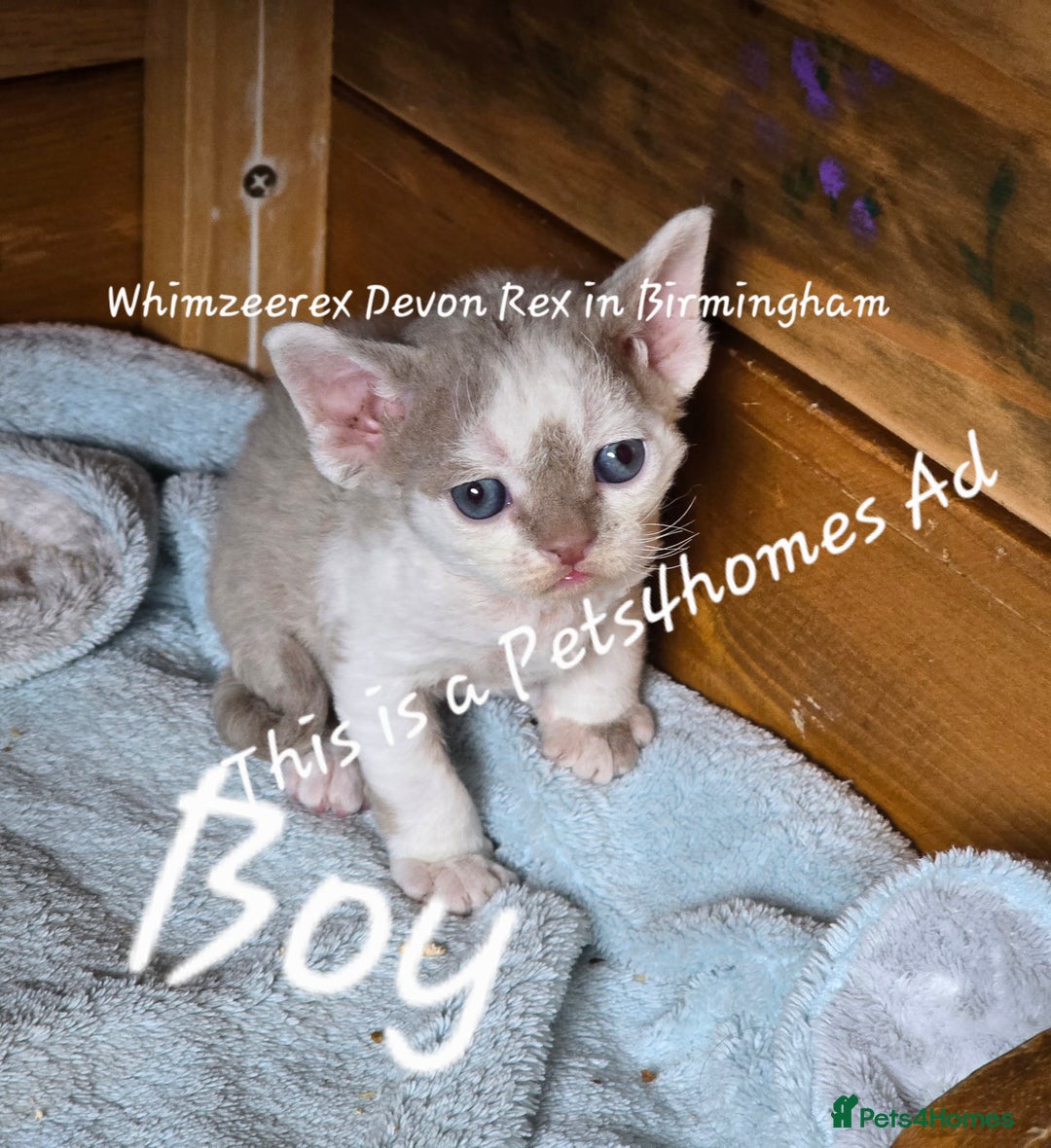 Devon Rex cats for sale: Cutest Devon Rex  - Image 2