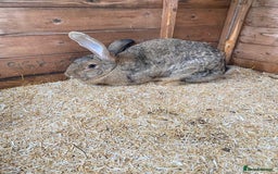 Continental Giant rabbits for sale: Beautiful Giant Rabbit Female, Eight Months Old - Advert 1