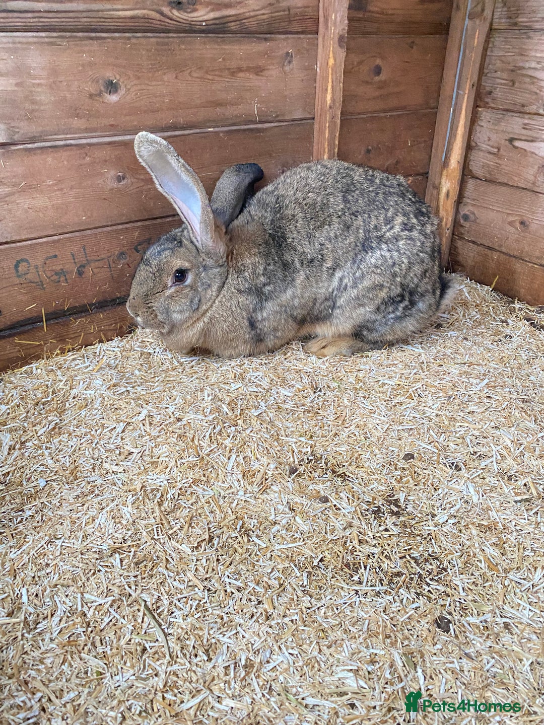 Continental Giant rabbits for sale: Beautiful Giant Rabbit Female, Eight Months Old - Advert 1