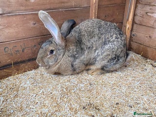 Continental Giant rabbits Beautiful Giant Rabbit Female, Eight Months Old - Advert 6