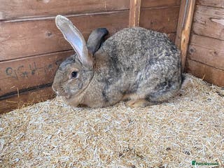 Continental Giant rabbits Beautiful Giant Rabbit Female, Eight Months Old - Advert 8