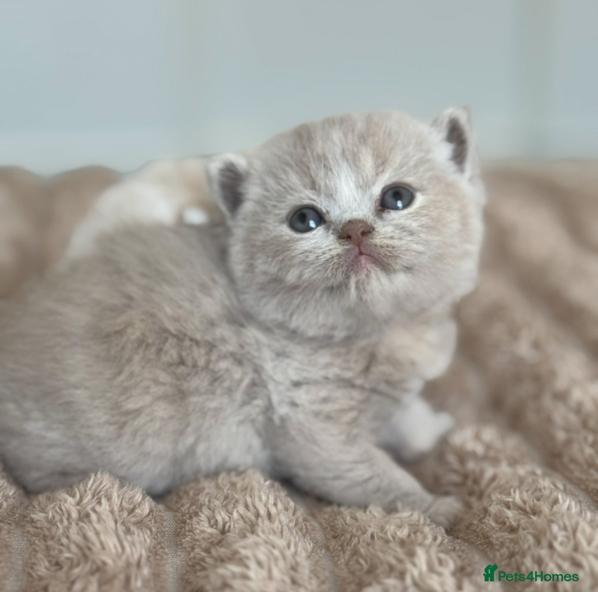 British Shorthair cats TICA SGC mum lilac tortie BSH female kitten  - Advert 17