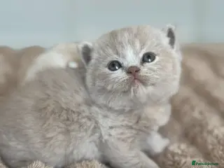 British Shorthair cats TICA SGC mum lilac tortie BSH female kitten - Advert 17