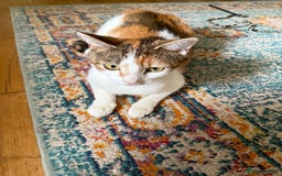 American Wirehair cats for sale: Female American wirehair Calico  - Image 6