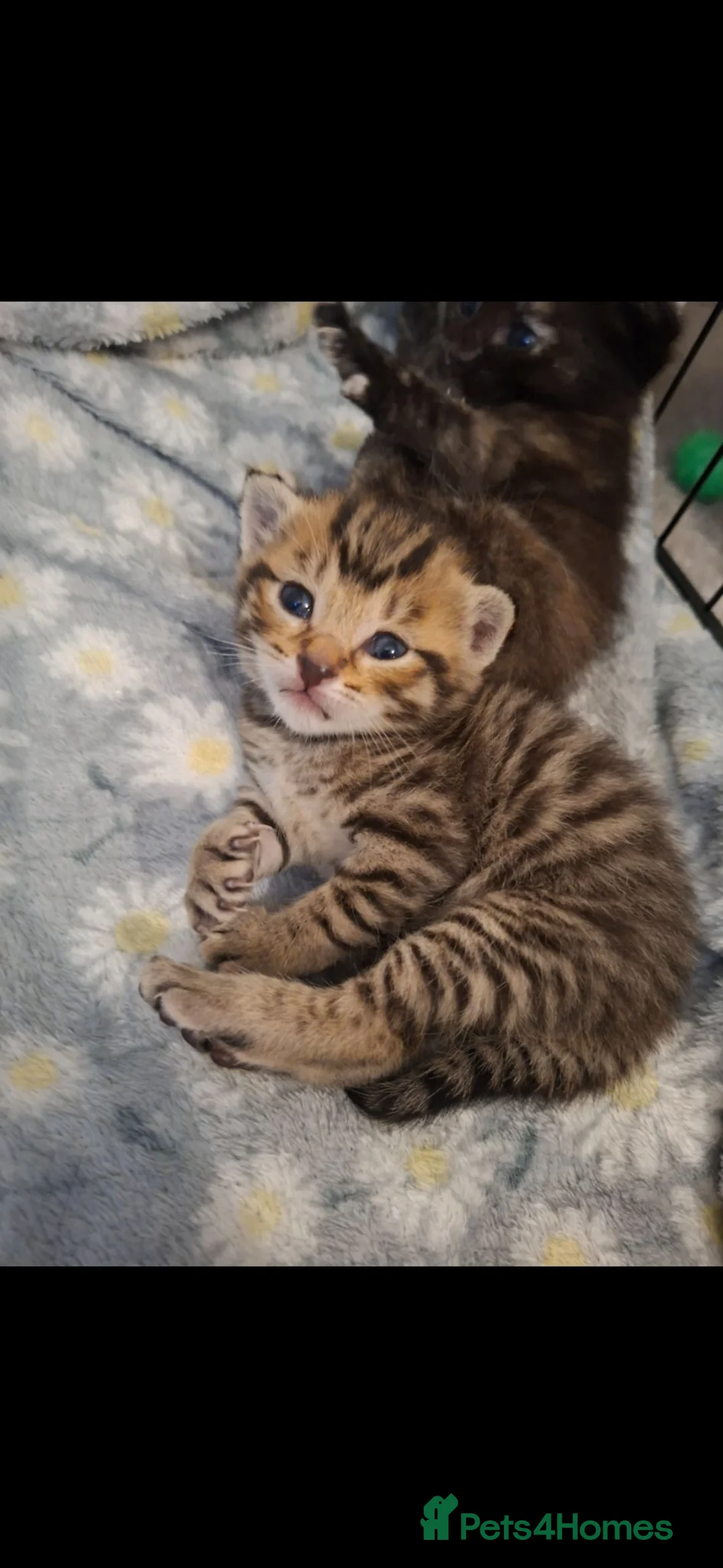 Mixed Breed cats for sale: 6 beautiful kittens ❤️ - Advert 2