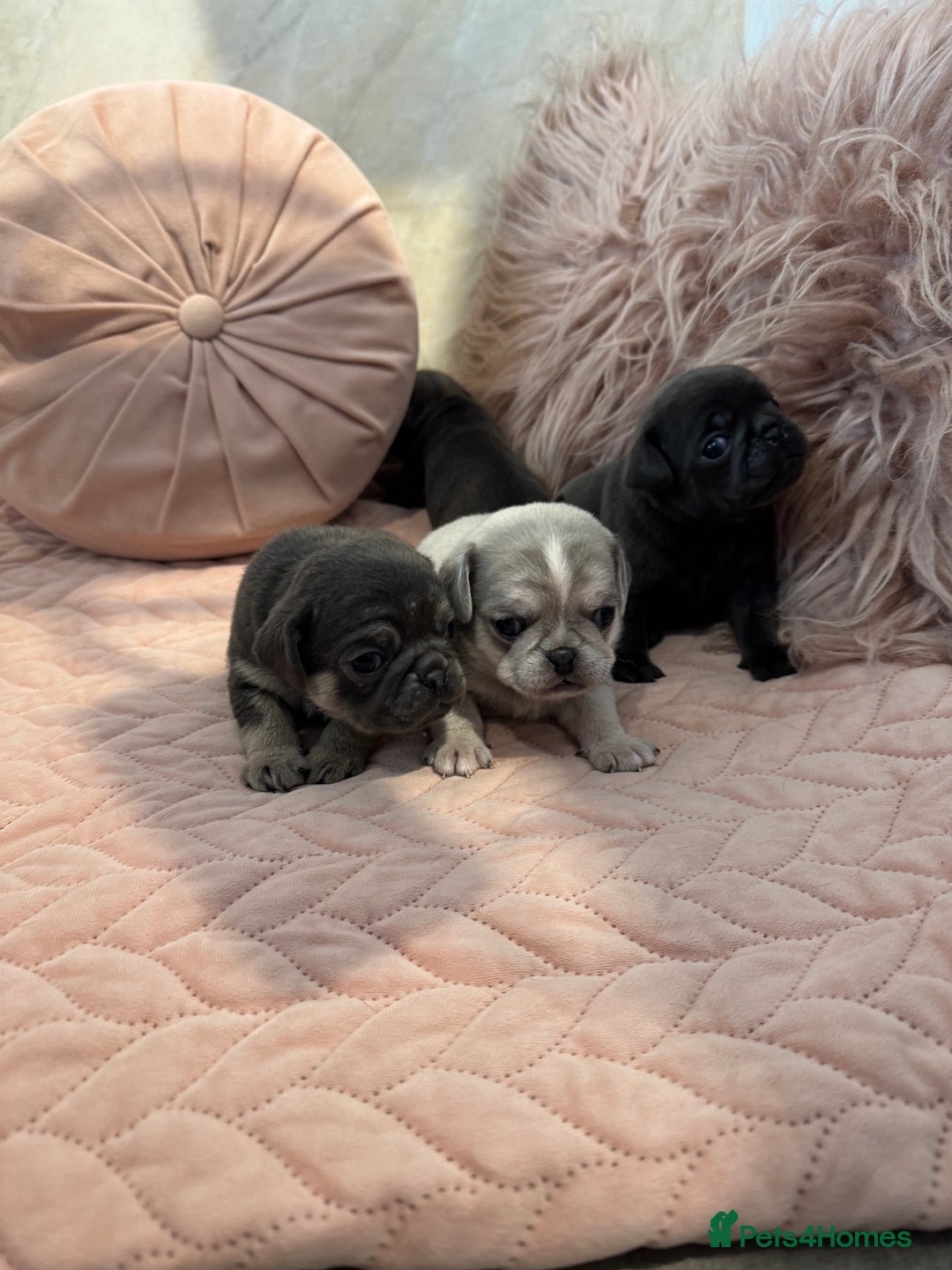 Pug dogs for sale: Only 2 left! Rare coloured pug puppies available  - Advert 27