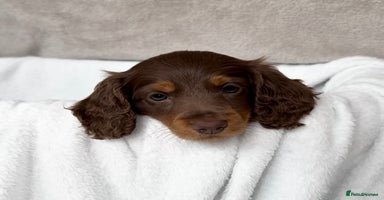 Miniature Dachshund dogs - Advert 11