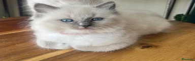Ragdoll 5