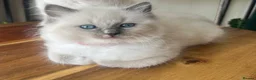 Ragdoll cats for sale: Adorable Purebred Ragdoll Kittens in Brough - Advert 4