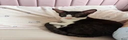 Cornish Rex cats for sale: 2 beautiful Cornish Rex boys - Advert 22