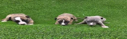 Whippet dogs for sale: Beautiful KC Registered Whippet Pups. - Advert 16