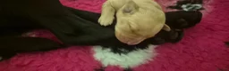 Labrador Retriever dogs for sale: Health Tested Beautifully Bred Labrador Puppies  in Southampton - Advert 2