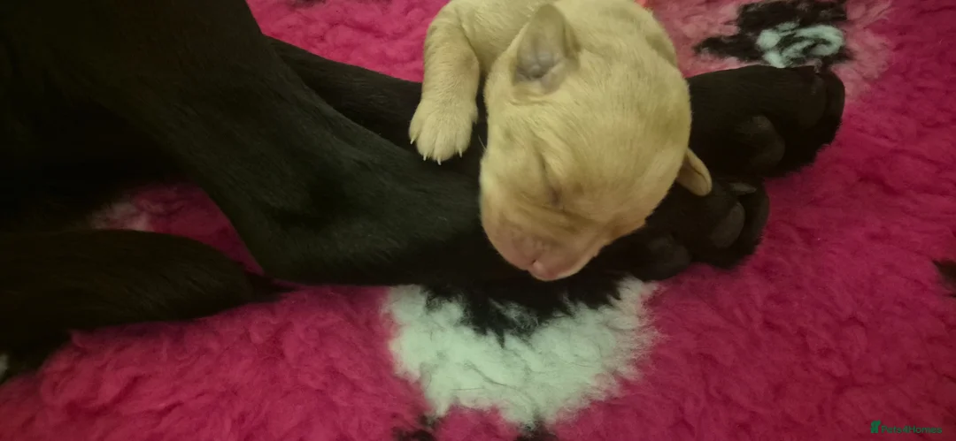 Labrador Retriever dogs for sale: Health Tested Beautifully Bred Labrador Puppies  in Southampton - Advert 2